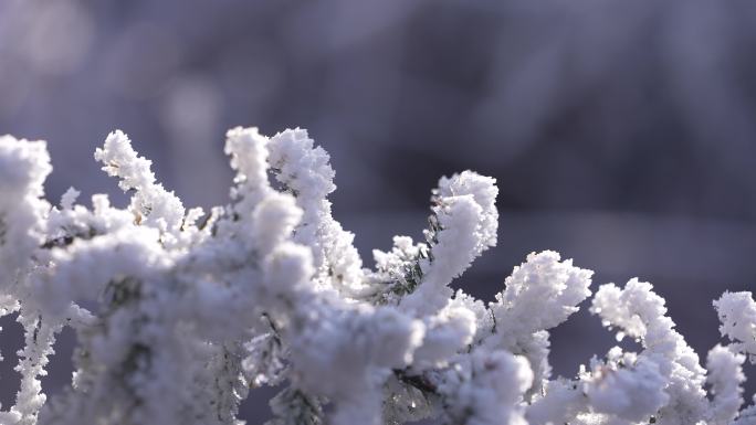 冬天寒潮冷空气树枝积雪冰凌雾凇阳光特写