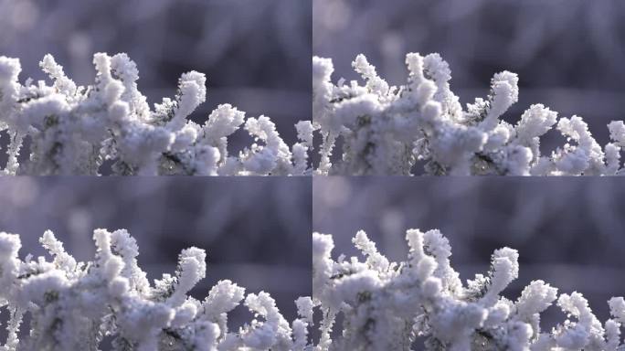 冬天寒潮冷空气树枝积雪冰凌雾凇阳光特写