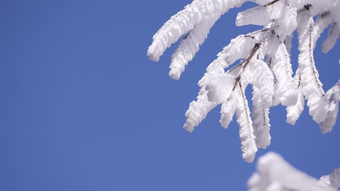 冬天冷空气寒潮树枝雾凇积雪冰凌蓝天白雪