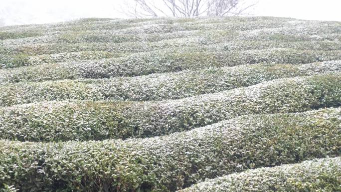 婺源原生态茶园茶叶冬天飘雪