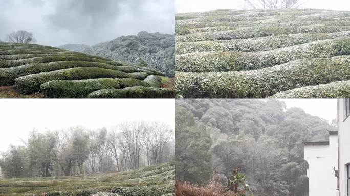 婺源原生态茶园茶叶冬天飘雪