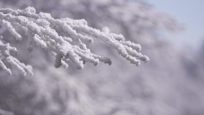 冬天寒潮冷空气树枝雾凇积雪冰凌唯美洁白