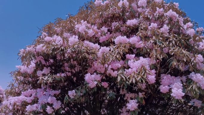 重庆南川金佛山上杜鹃花视频