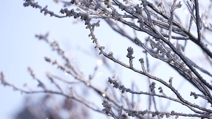 冬天寒潮冷空气树枝冰凌雾凇阳光唯美融化