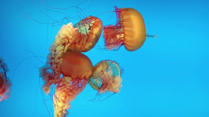 太平洋海刺水母