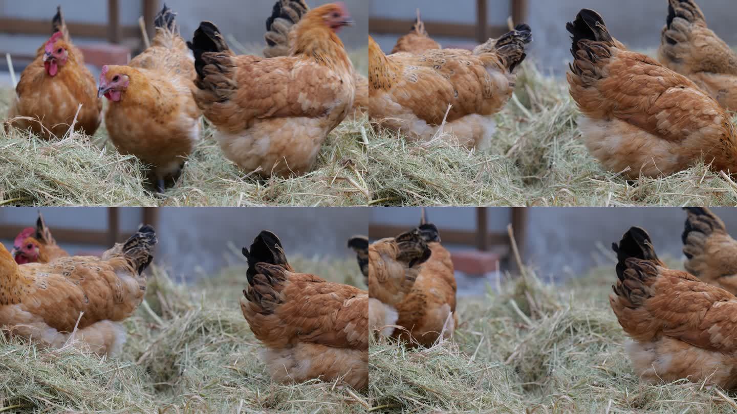 母鸡觅食4K实拍空镜