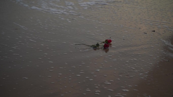 海边玫瑰花大海沙滩玫瑰