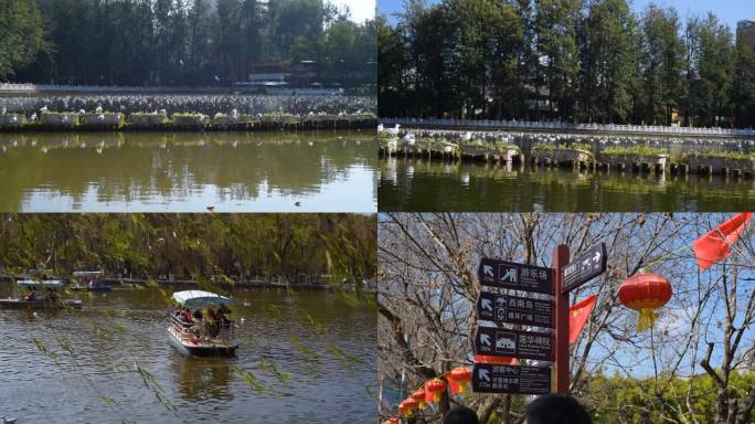 昆明翠湖公园 过节 海鸥 人流