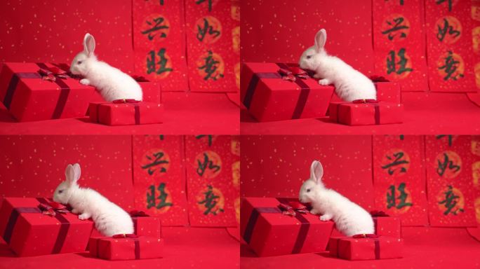 兔年春节 兔子