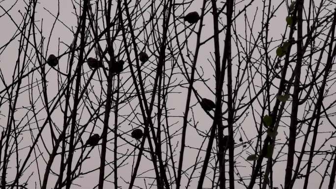 冬鹪鹩成群结队在枝头鸣叫 鸟叫声