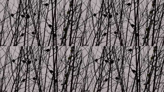 冬鹪鹩成群结队在枝头鸣叫 鸟叫声