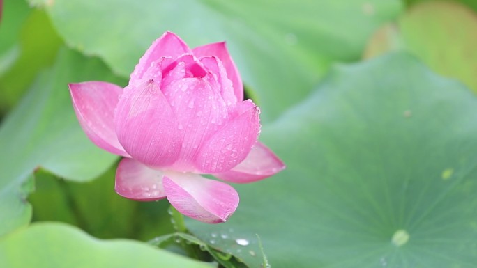 荷花 美丽 水上 漂亮 沧州