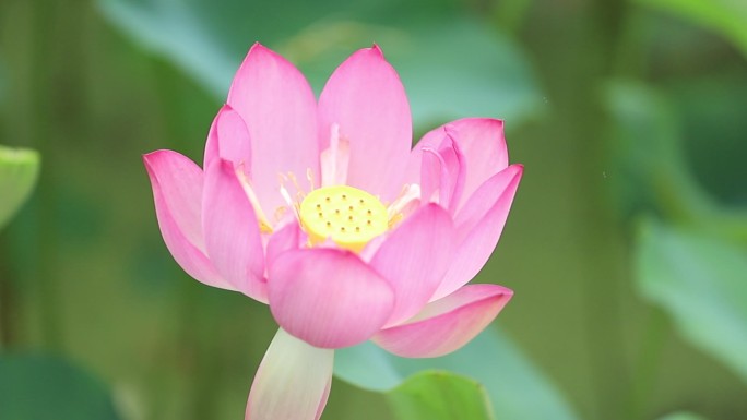 荷花 美丽 水上 漂亮 沧州