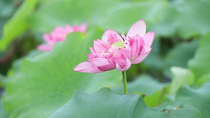 荷花 美丽 水上 漂亮 沧州