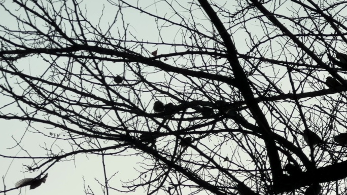 枯树小鸟麻雀一只小鸟逆光枯树逆光枯树剪影