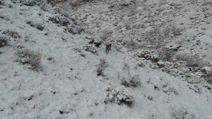 雪中奔跑的贺兰山岩羊 大雪覆盖