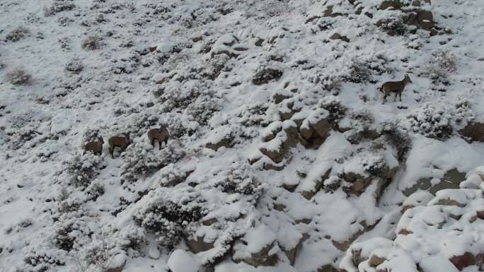 贺兰山岩羊在大雪中奔跑