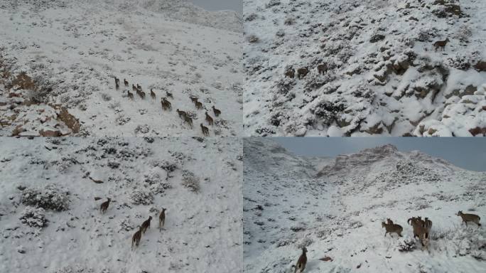 贺兰山岩羊在大雪中奔跑