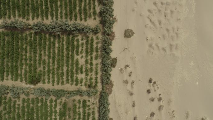 沙漠 农田 航拍 绿洲 树林 分割