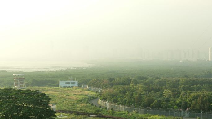 深圳河出水口红树林保护区延时摄影