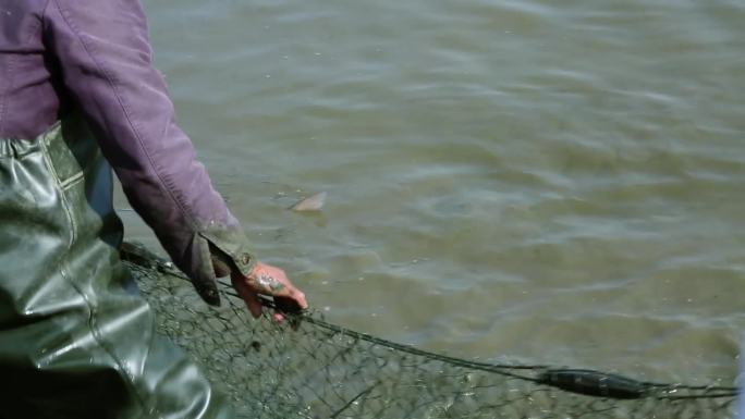 过年围年鱼抓鱼扑鱼实拍视频素材