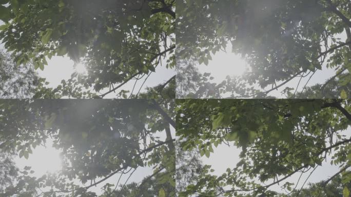 阳光穿过重叠的树叶 升格（S-Log3）