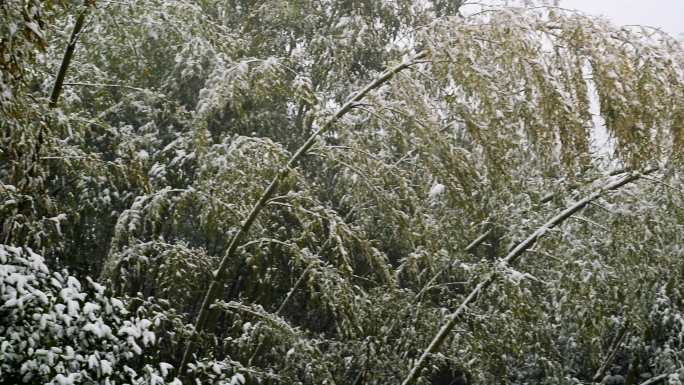 被大雪压弯的竹子
