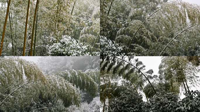 被大雪压弯的竹子