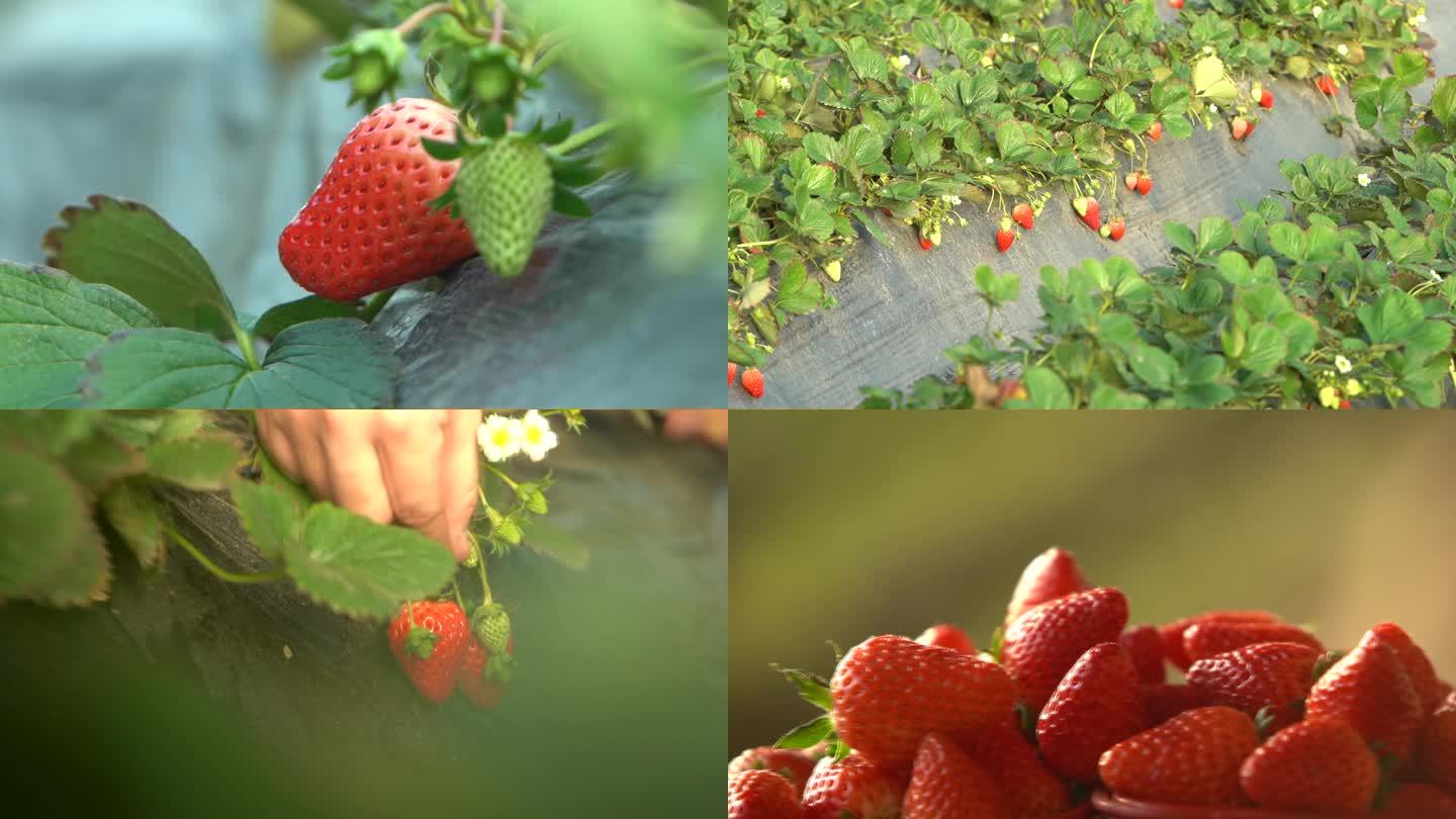 大棚水果草莓