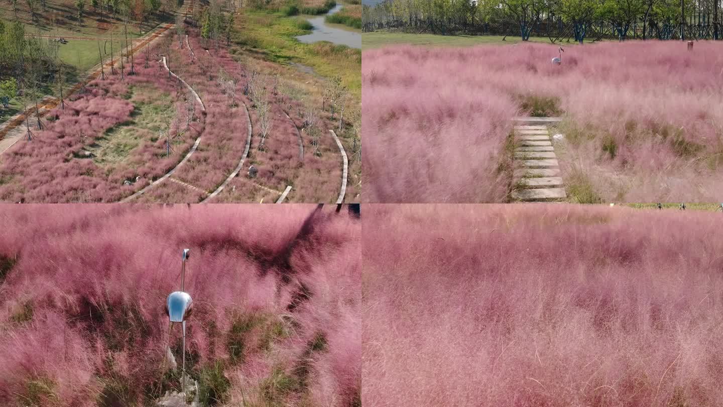 武汉长江存储梦幻粉草粉黛子草航拍