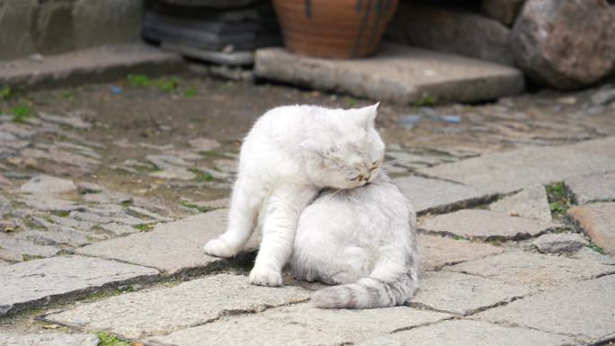 街头昂贵的可爱猫咪