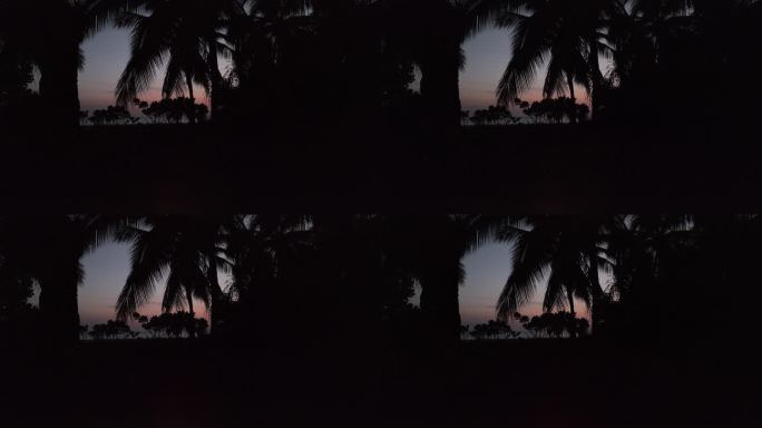 夜晚芭蕉树海滩
