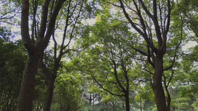 公园里唯美的森林树木4K