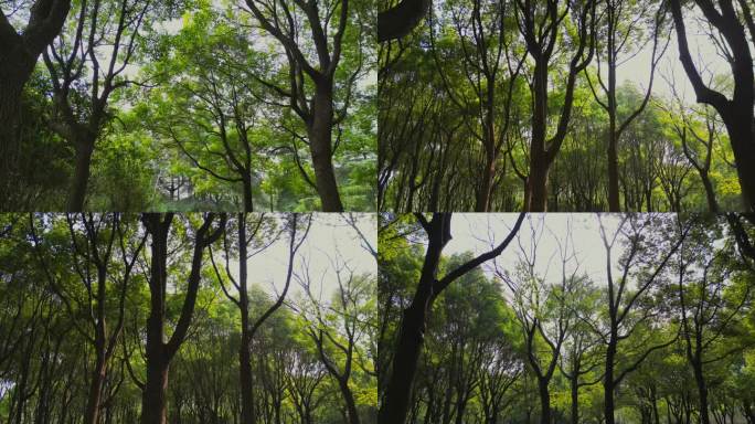 公园里唯美的森林树木4K