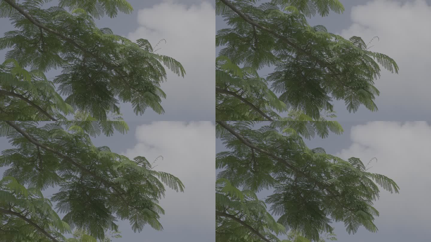 蓝天白云下拂动的树影（S-Log3）