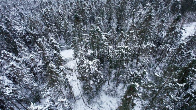 冰雪覆盖的森林航拍 5.4K