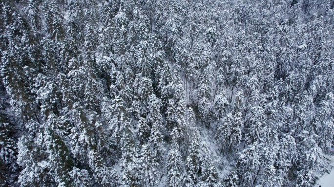 林海 雪原 航拍 5.4K