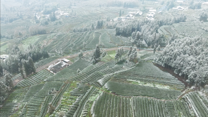 唯美高山生态茶园雪景航拍素材