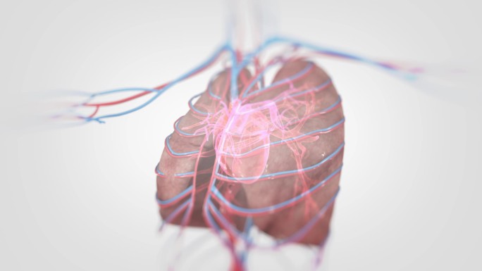 写实肺脏血管分布供应原理动画