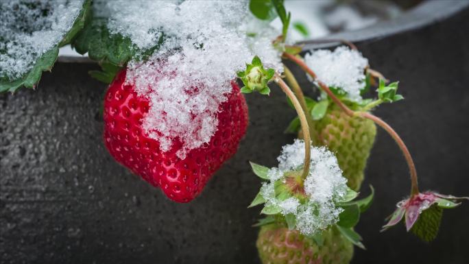 季节变化鲜果草莓冰雪融化延时视频素材