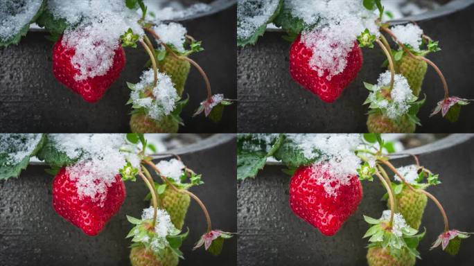 季节变化鲜果草莓冰雪融化延时视频素材