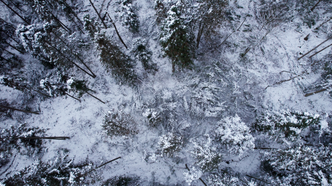 冰雪覆盖的森林航拍 5.4K