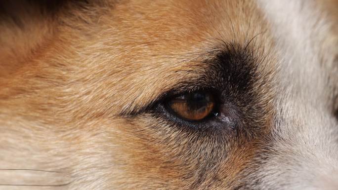 中华田园犬土狗面部表情特写