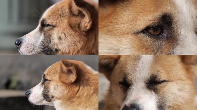 中华田园犬土狗面部表情特写