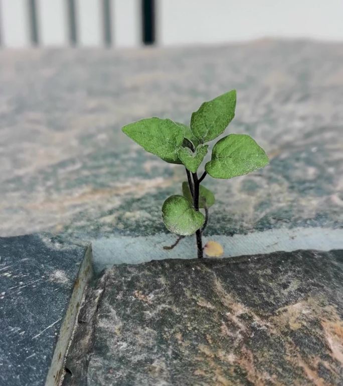 长在石头缝隙中的小草