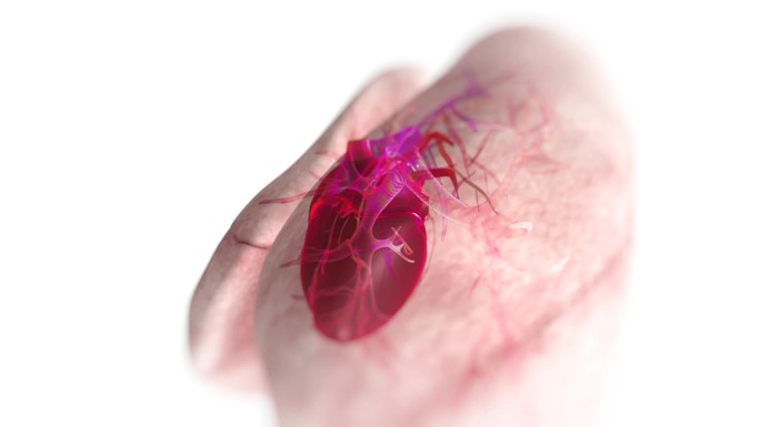 写实肺脏心脏解剖位置动画视频素材
