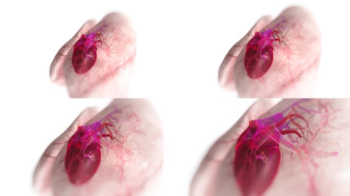 写实肺脏心脏解剖位置动画视频素材