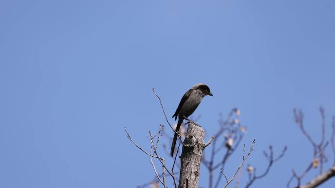 城市树枝上的小鸟-----棕背伯劳黑色型