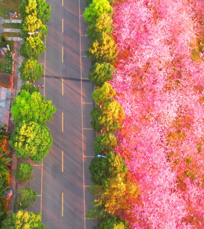 大理樱花