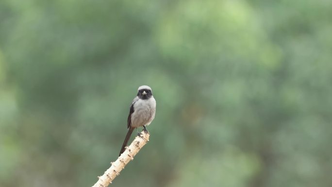 城市树枝上的小鸟-----棕背伯劳黑色型